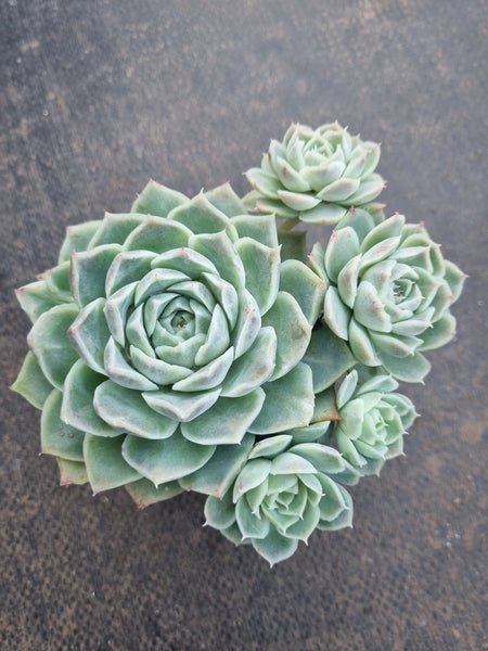 *GLGhybrid(1-807) Echeveria Hyalina hybrid 海琳娜杂