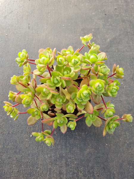 11cm pot Aeonium saundersii 橄榄球玫瑰11cm盆