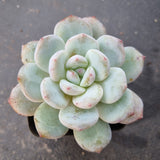 Echeveria Monroe × Laui aka. Snow Angel 雪天使