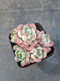 Echeveria Nanahukumini 娜娜小勾