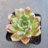 *GLGhybrid(1-1655) Echeveria cuspidata var. Zaragozae hybrid 黑爪杂