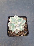 Graptopetalum Paraguayense ssp. Bernalense variegata 美杏锦