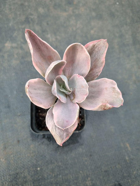 Echeveria Decora (variegated plants) 德克拉锦