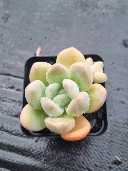 *GLGhybrid(1-1463) Pachyveria Elaine hybrid 香水杂