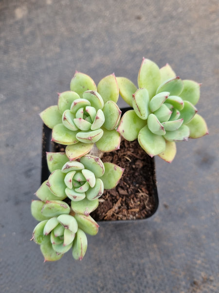 *GLGhybrid(1-957) Echeveria Ballsii Hybrid 灰姑娘杂