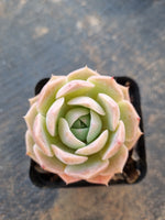 Echeveria Sarang 爱神