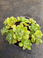 *GLGhybrid(2-265)  Echeveria Cat's Eye hybrid 猫眼石杂