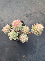 Sedeveria 'Silver Frost' 树冰