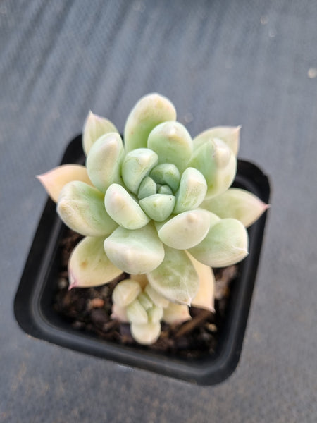 *GLGhybrid(1-1385) Pachyphytum compactum hybrid 千代田之松杂