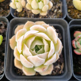 *GLGhybrid(1-1690) Special hybrid pack of 4