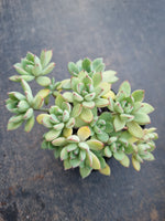 *GLGhybrid(1-818) Graptopetalum Mendozae hybrid 丸姬杂