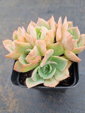 *GLGhybrid(1-1566) Echeveria Reglensis hybrid 红颜杂