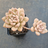 *GLGhybrid(1-1636) Graptopetalum Mendozae hybrid 丸姬杂