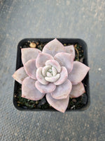 Graptopetalum Superbum x Laui 华雪/Graptoveria pink laui 粉雪莲
