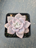 Graptopetalum Superbum x Laui 华雪/Graptoveria pink laui 粉雪莲