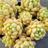 *GLGhybrid(2-395) Echeveria 'Vincent Catto' hybrid 小红衣杂