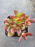 Crassula Platyphylla 紫蝶