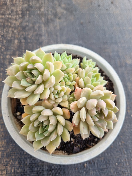 *GLGhybrid(2-284) Echeveria Gilo hybrid 财路杂