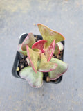 Adromischus Triflorus (Red) 爱心水泡
