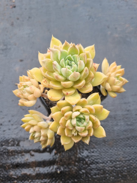 *GLGhybrid(1-1520) Graptopetalum Mendozae hybrid 丸姬杂