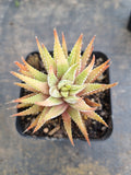 Haworthia Attenuata Variegata 雪重之松