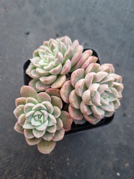 *GLGhybrid(1-1027) Echeveria Iria hybrid 伊利亚杂