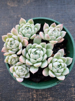 *GLGhybrid(2-322) Echeveria Elegans 'Alba' hybrid 白月影杂