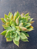 *GLGhybrid(1-380) Echeveria Agavoides hybrid 东云杂