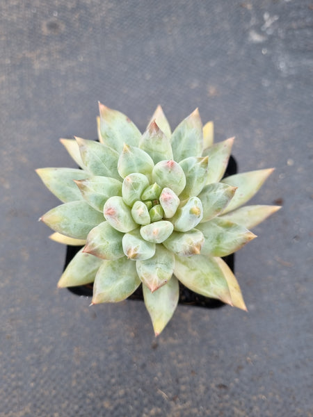 Echeveria Tolimanensis hybrid 杜里万杂