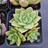 *GLGhybrid(1-328) Special hybrid pack of 4