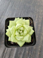 Haworthia cymbiformis(Haw.) Duval