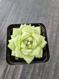 Haworthia cymbiformis(Haw.) Duval