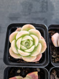 *GLGhybrid(1-1141) Special hybrid pack of 4