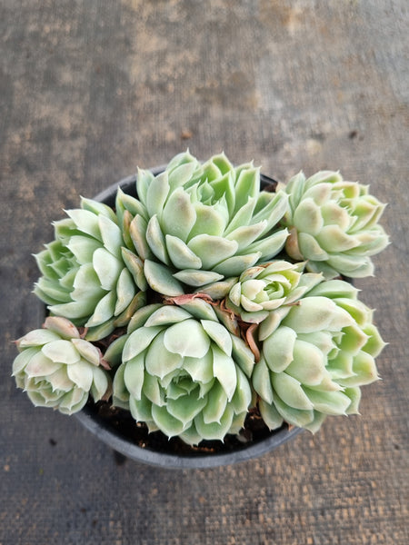 *GLGhybrid(2-195) Echeveria Elegans 'Alba' hybrid 白月影杂