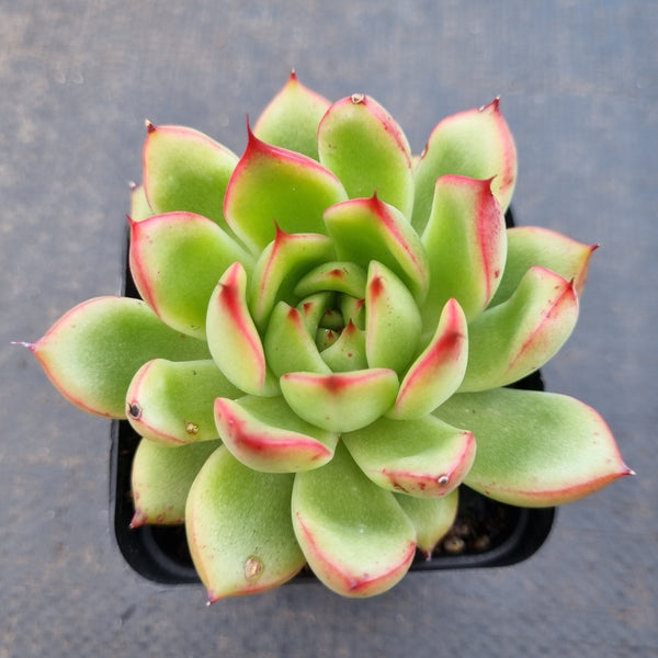 *GLGhybrid(1-1650) Echeveria Agavoides hybrid 冬云杂