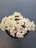 *GLGhybrid(2-31) Graptoveria Titubans hybrid 白牡丹杂