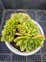 *GLGhybrid(2-49) Echeveria 'Gilva' hybrid crested 玉杯东云杂缀化