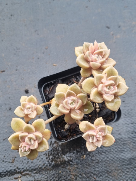 *GLGhybrid(1-1511) Graptopetalum Mendozae X Echeveria Brown Sugar 丸姬杂红糖