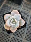 Graptopetalum Superbum x Laui 华雪/Graptoveria pink laui 粉雪莲