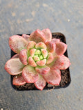 Pachyveria Paradoxa aka. Chanel 香奈儿