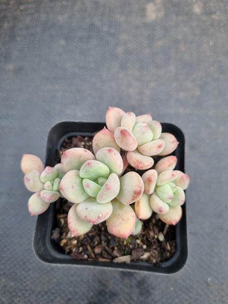 *GLGhybrid(1-964) Pachyveria Elaine hybrid 香水杂