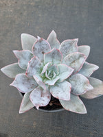 11cm pot Echeveria Cante  广寒宫11cm盆
