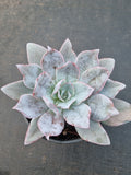 11cm pot Echeveria Cante  广寒宫11cm盆