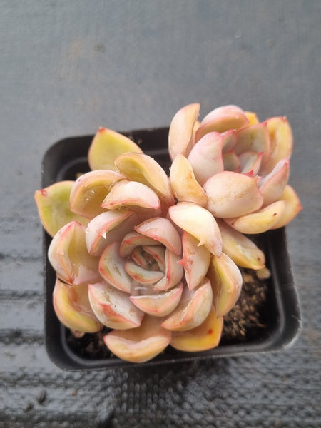 *GLGhybrid(1-1482) Echeveria Dark Ice hybrid 暗冰杂