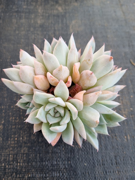 *GLGhybrid(1-1283) Echeveria Mexican Giant hybrid 巨人杂