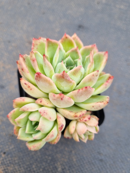 *GLGhybrid(1-1565) Echeveria Hyalina hybrid 海琳娜杂
