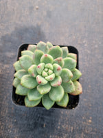 Pachyveria Paradoxa aka. Chanel 香奈