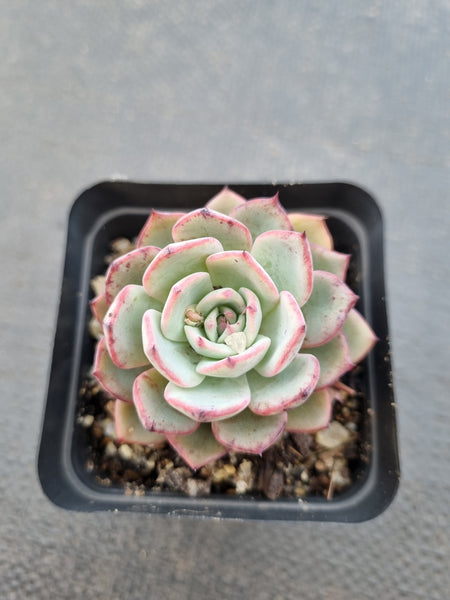 *GLGhybrid(1-1413) Echeveria Puebla hybrid 普埃布拉杂