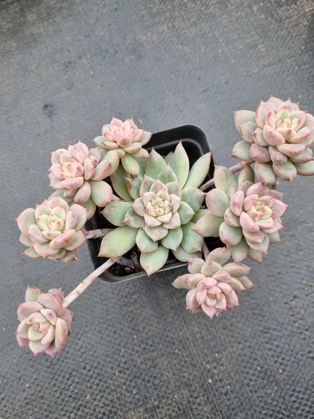 Echeveria Frosty Bloom 霜花小群