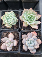 *GLGhybrid(1-913) Special hybrid pack of 4